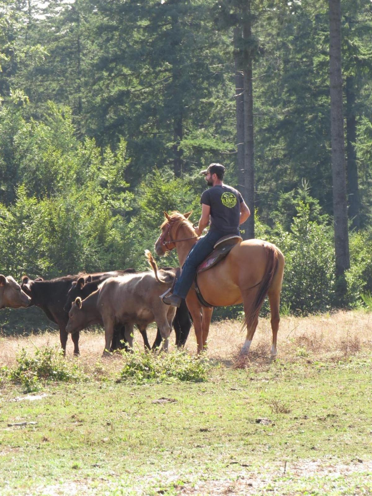 Ranch Du Haut-Languedoc La Salvetat-sur-Agout Luaran gambar